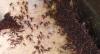 Eciton sp.